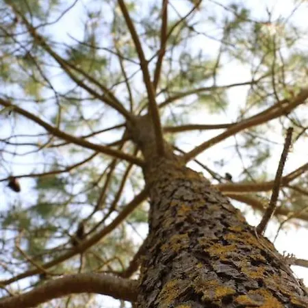 Vaimiti, Cosy Sous Les Pins בית נופש סן-ברבן-לה-פן