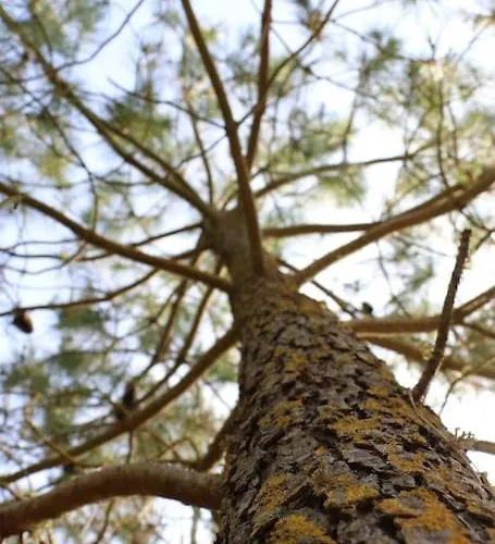 Vaimiti, Cosy Sous Les Pins Дом отдыха Сен-Бревен-ле-Пен